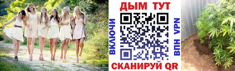 Бошки Шишки семена  купить  цена  Голицыно 